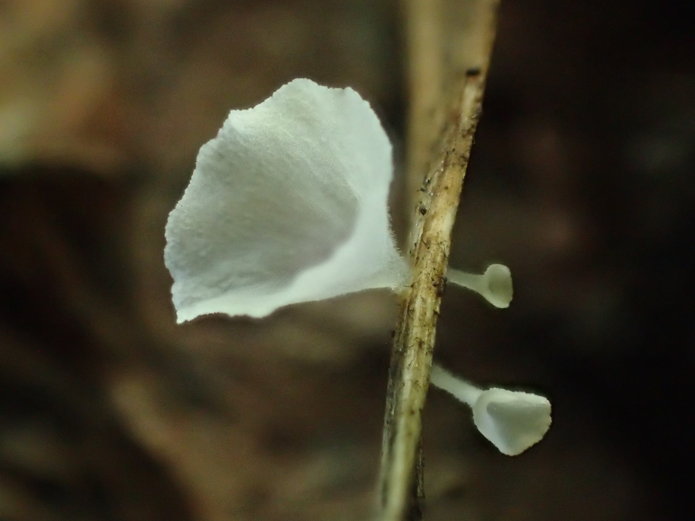 Photo © Sarah Ebdon Calyptella capula by Sarah Ebdon